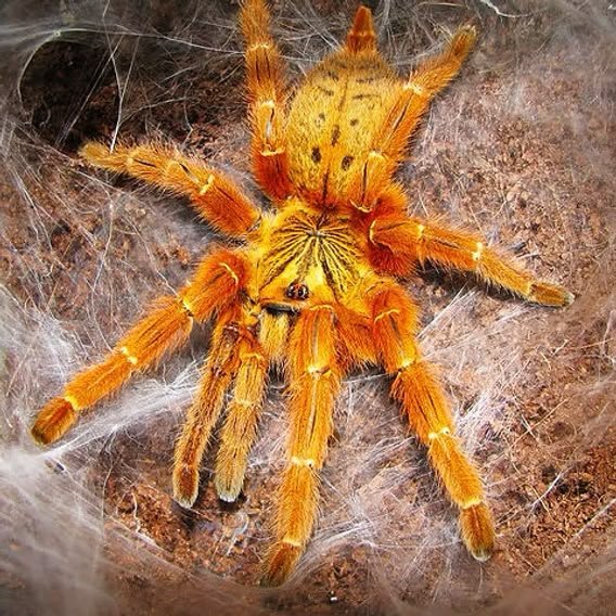 Pterinochilus murinus (Orange Baboon Tarantula)