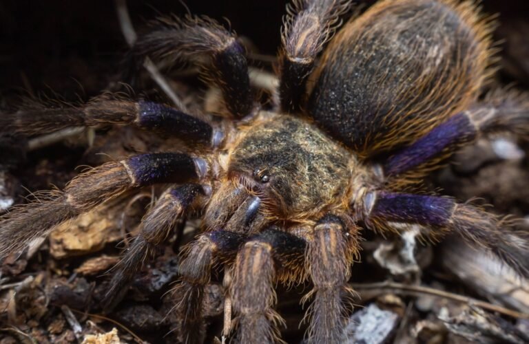 Euathlus truculentus 'Blue' (Chilean Blue Femur)