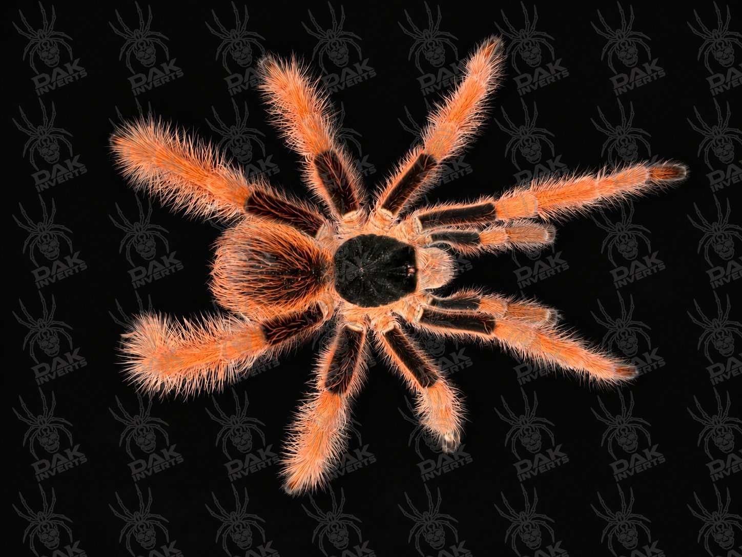 Megaphobema robustum (Colombian Giant Redleg Tarantula)