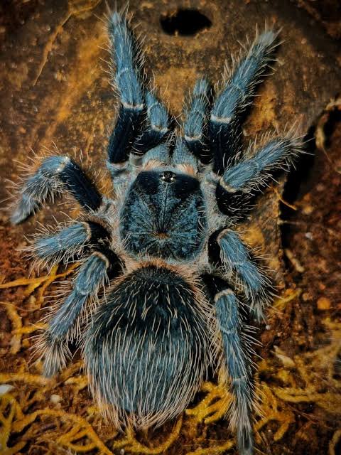 Lasiodora parahybana (Salmon Pink Bird-Eater)