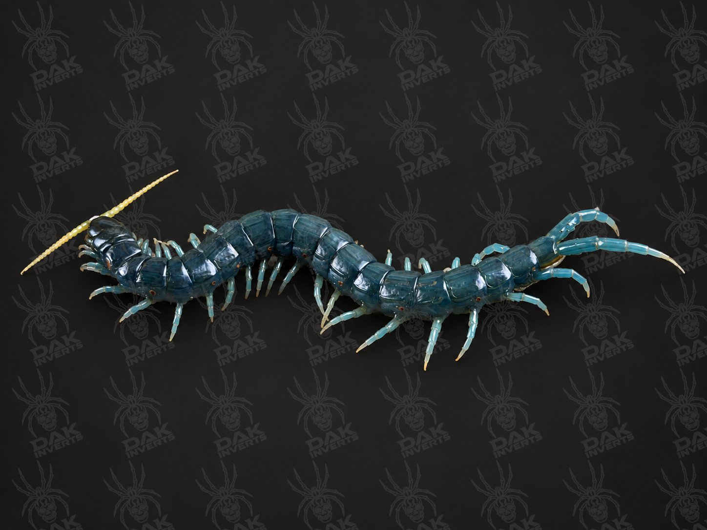 Ethmostigmus Sp. Borneo Blue (Borneo Blue Centipede)