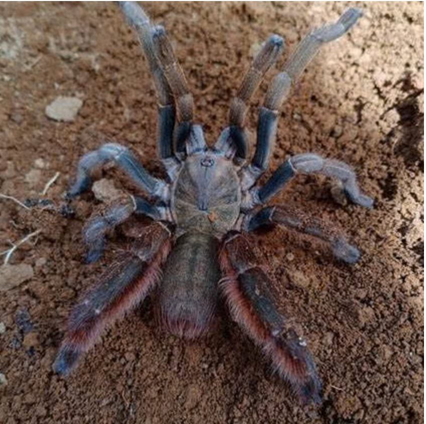 Magnacrus tongmianensis (Chinese Stout Leg Earth Tiger)