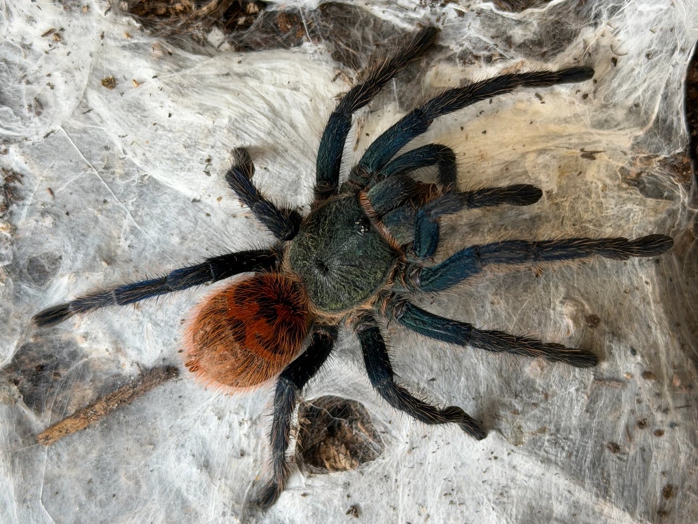 Chromatopelma Cyaneopubescens (Green Bottle Blue)