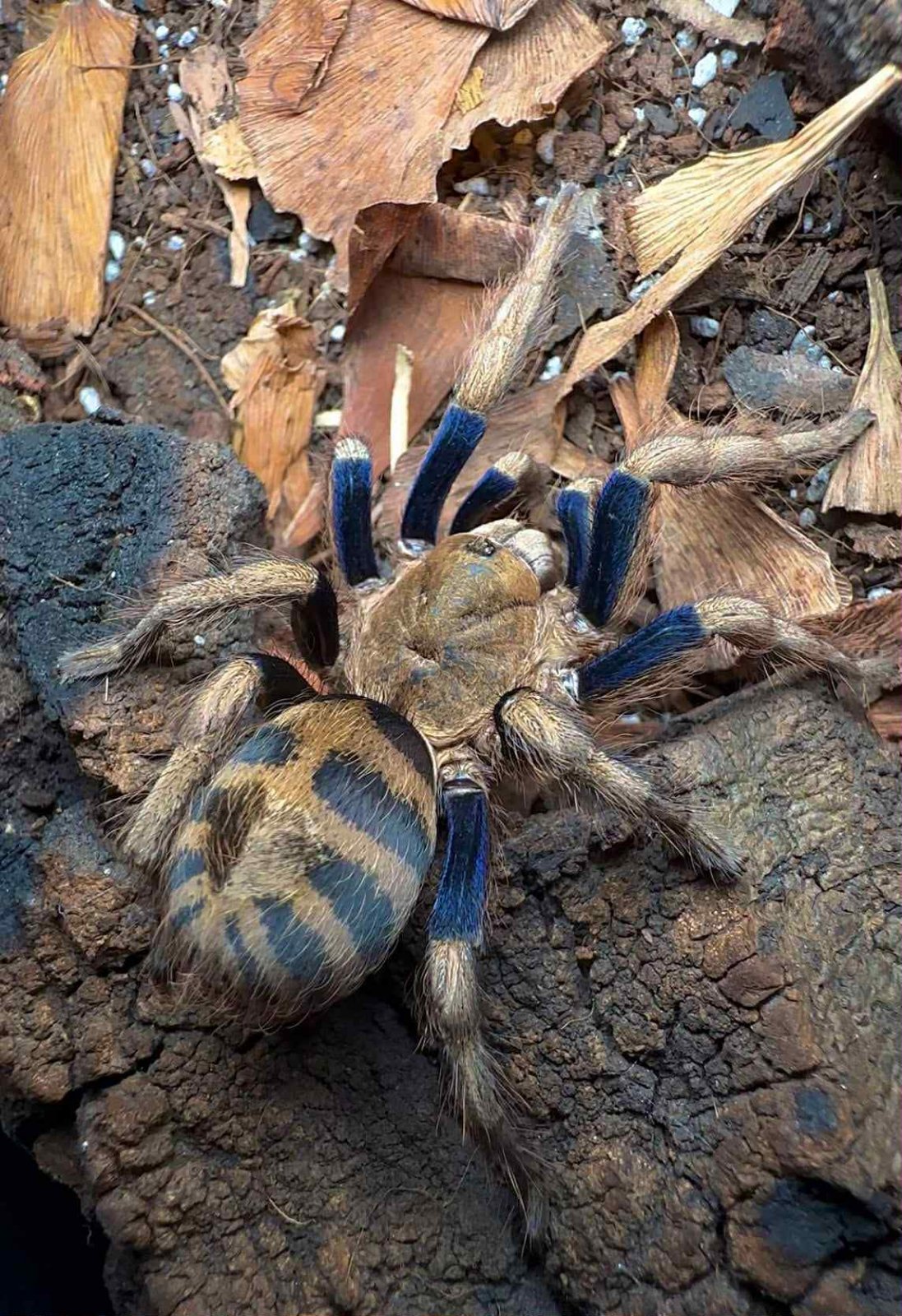 Anqasha picta (Anqasha Tiger Rump)