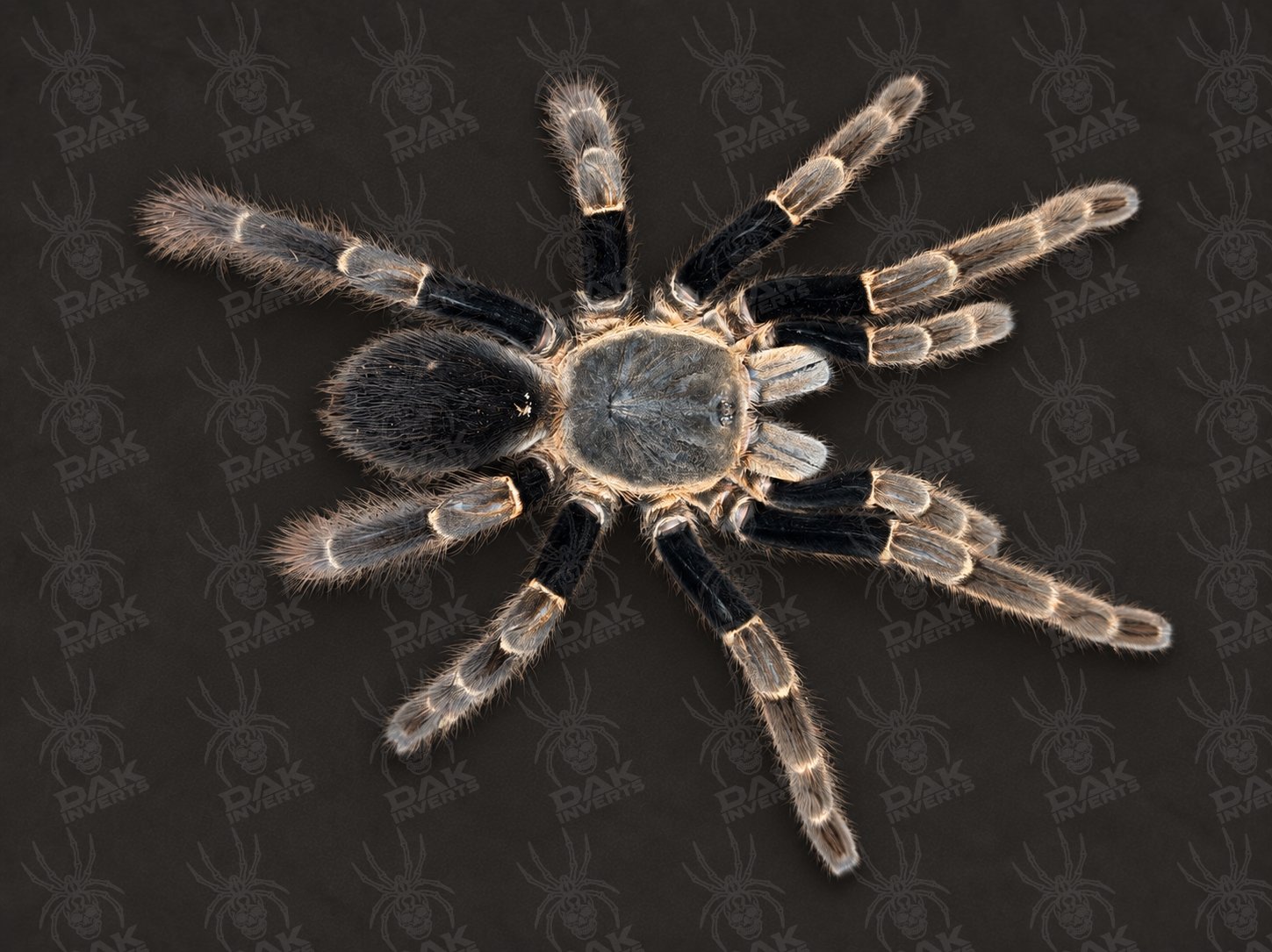 Ornithoctoninae sp 'Viridis' (Black Femur Tarantula)