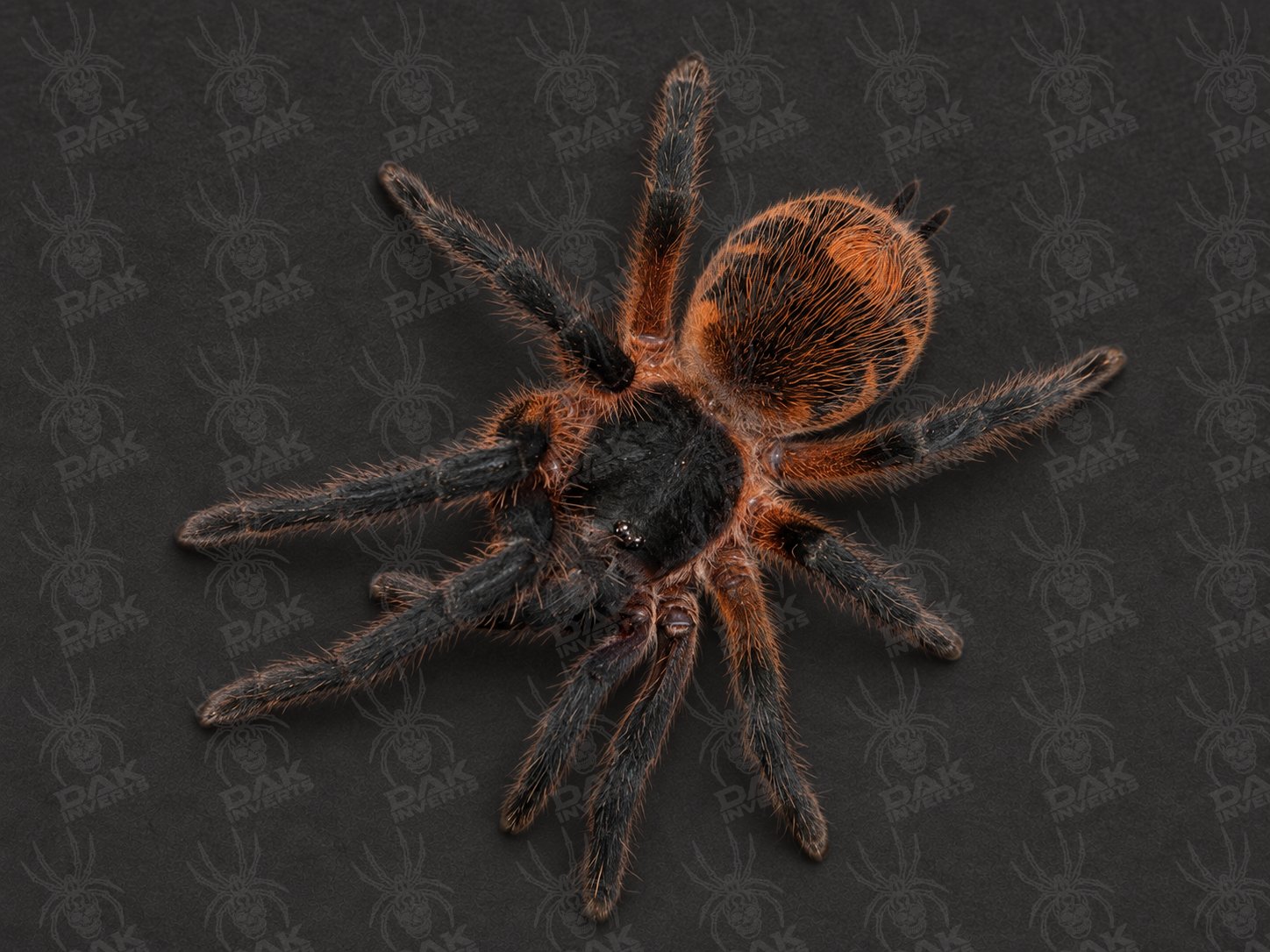 Davus sp. 'panama' (Lava Tarantula)