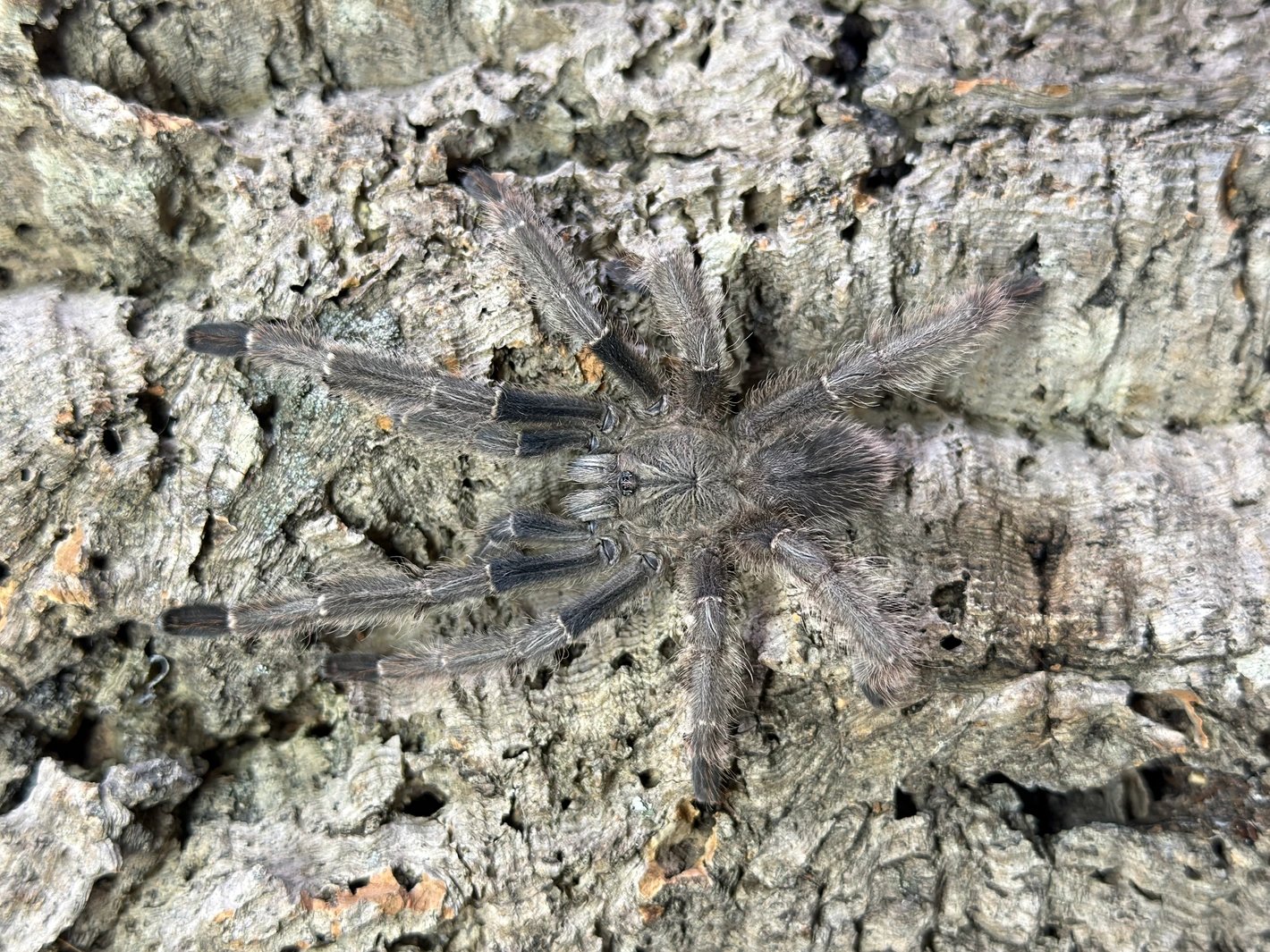Phormingochilus Hatihati (Borneo Purple Earth Tiger)