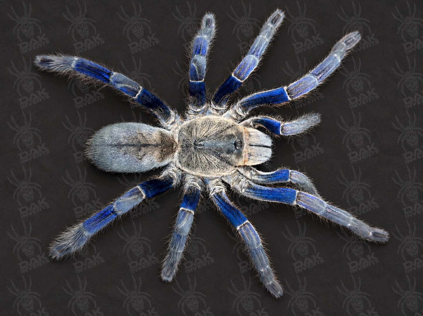 Melopoeus lividus (Cobalt Blue)