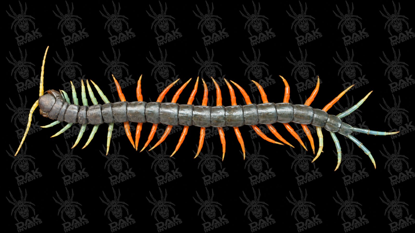 Scolopendra Sp. Malasian Jewel