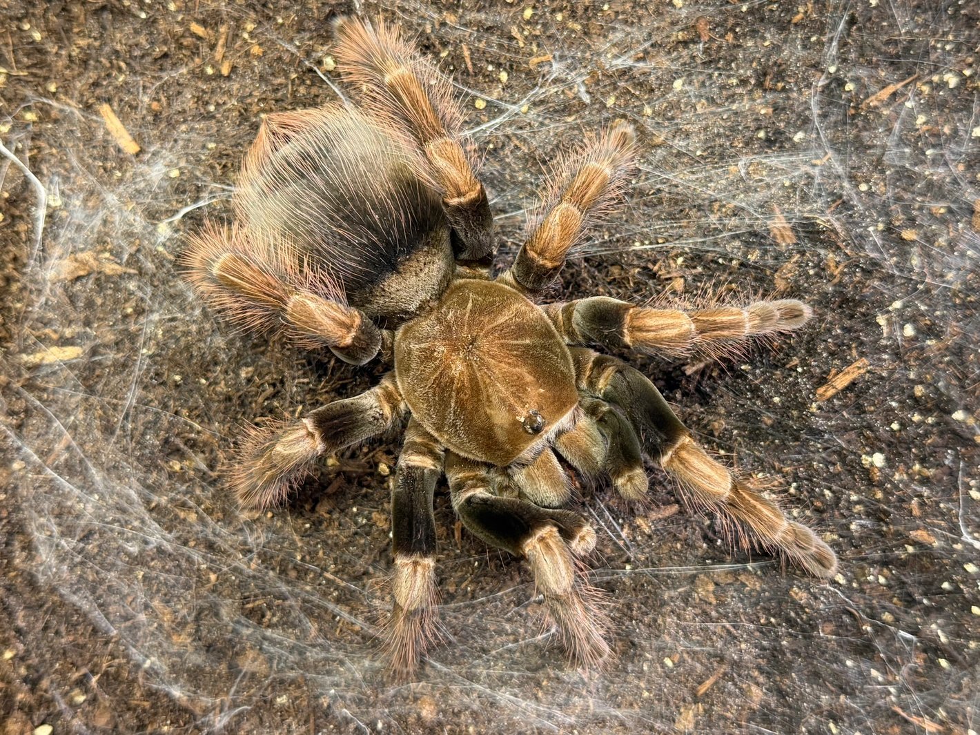 Pamphobeteus Sp 'Mascara' (Mascara Giant Bird Eater)