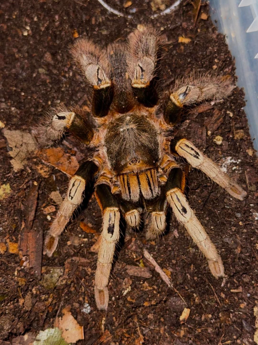 Magnacrus taynguyenensis (Vietnam Highland)