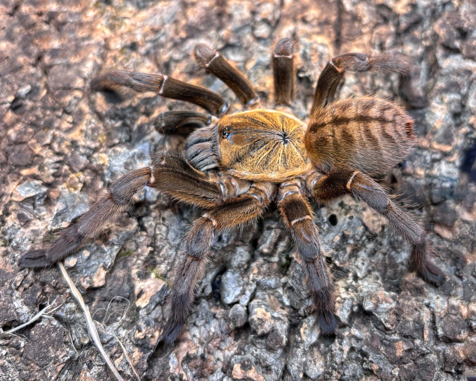 Melopoeus sp. (Lam Dong)