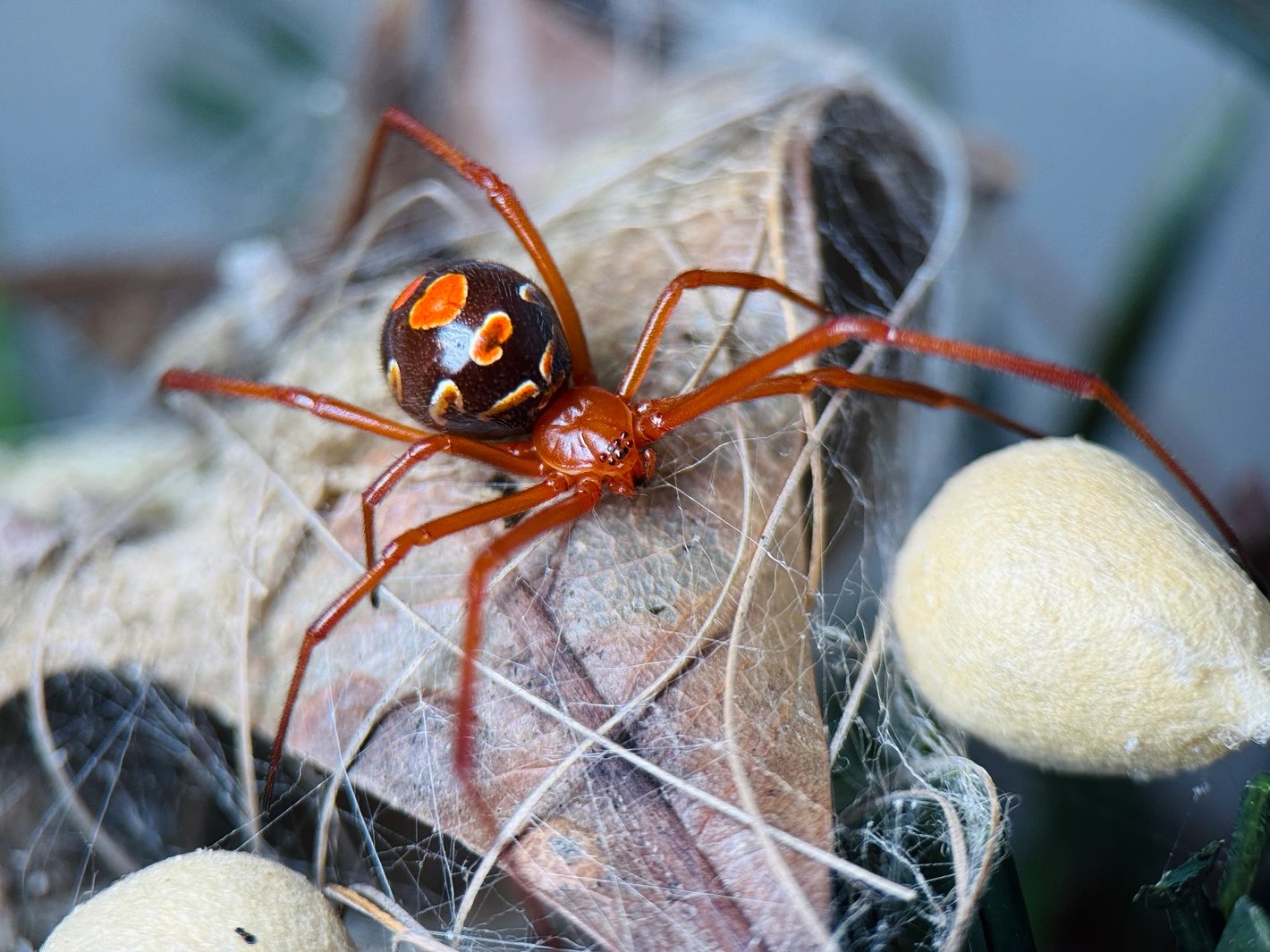 Red Widow CB (Lactrodectus Bishopi)