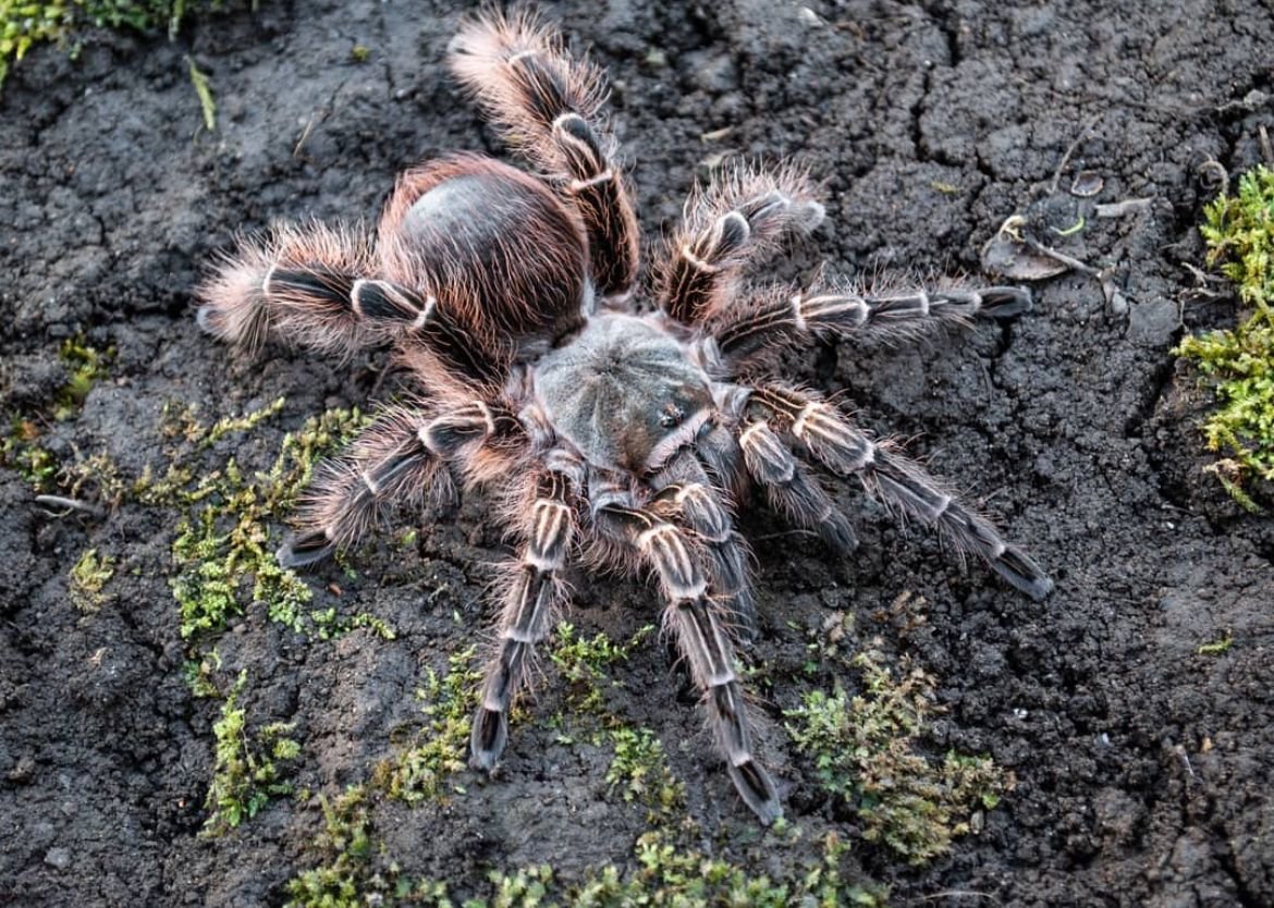 Eupalastrus campestratus (Pink Zebra Beauty Tarantula)