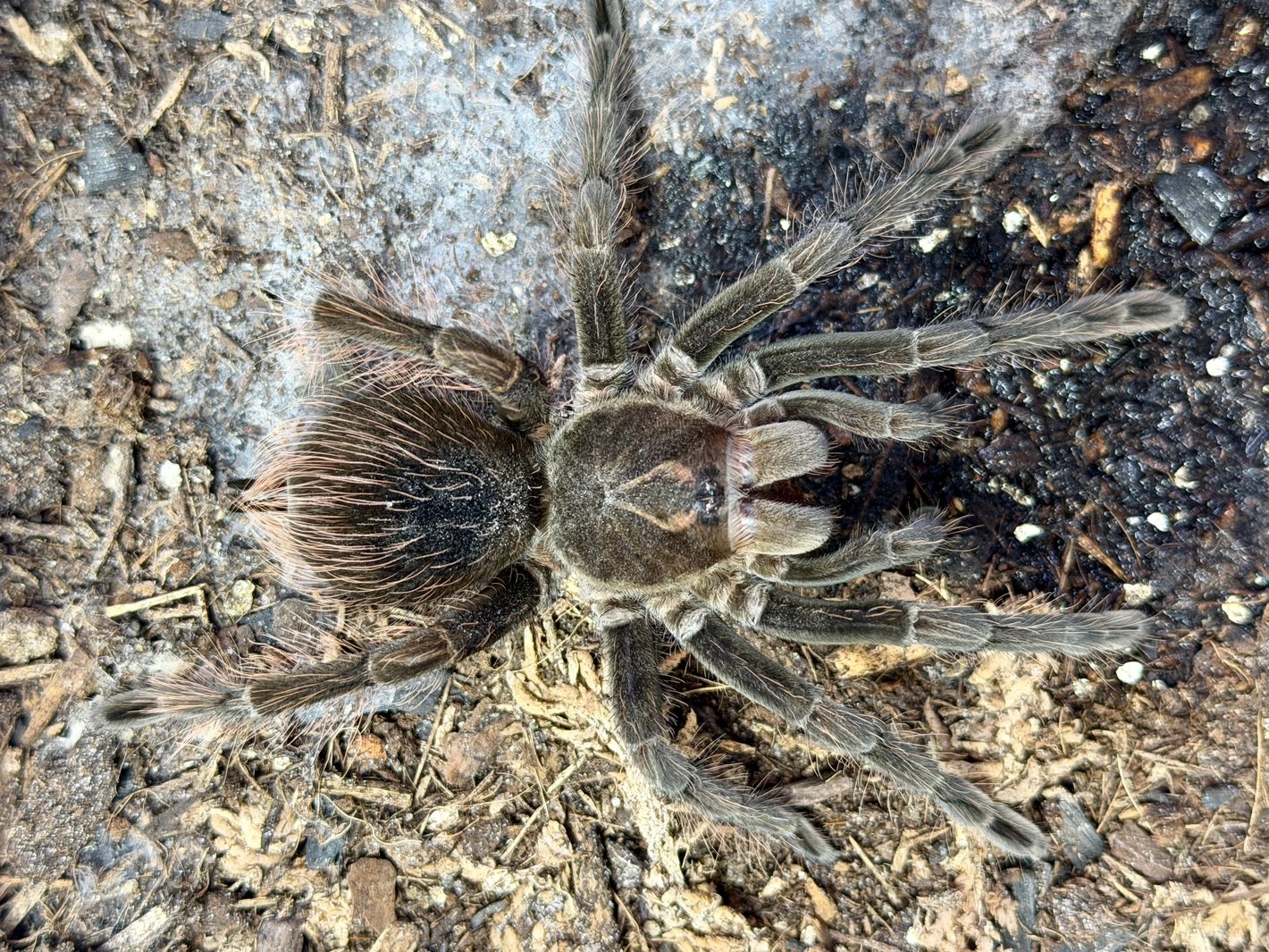 Pamphobeteus Sp 'Platyomma' (Pink Bloom)