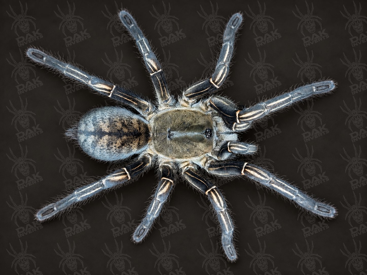 Melopoeus albostriatus (Thai Zebra)