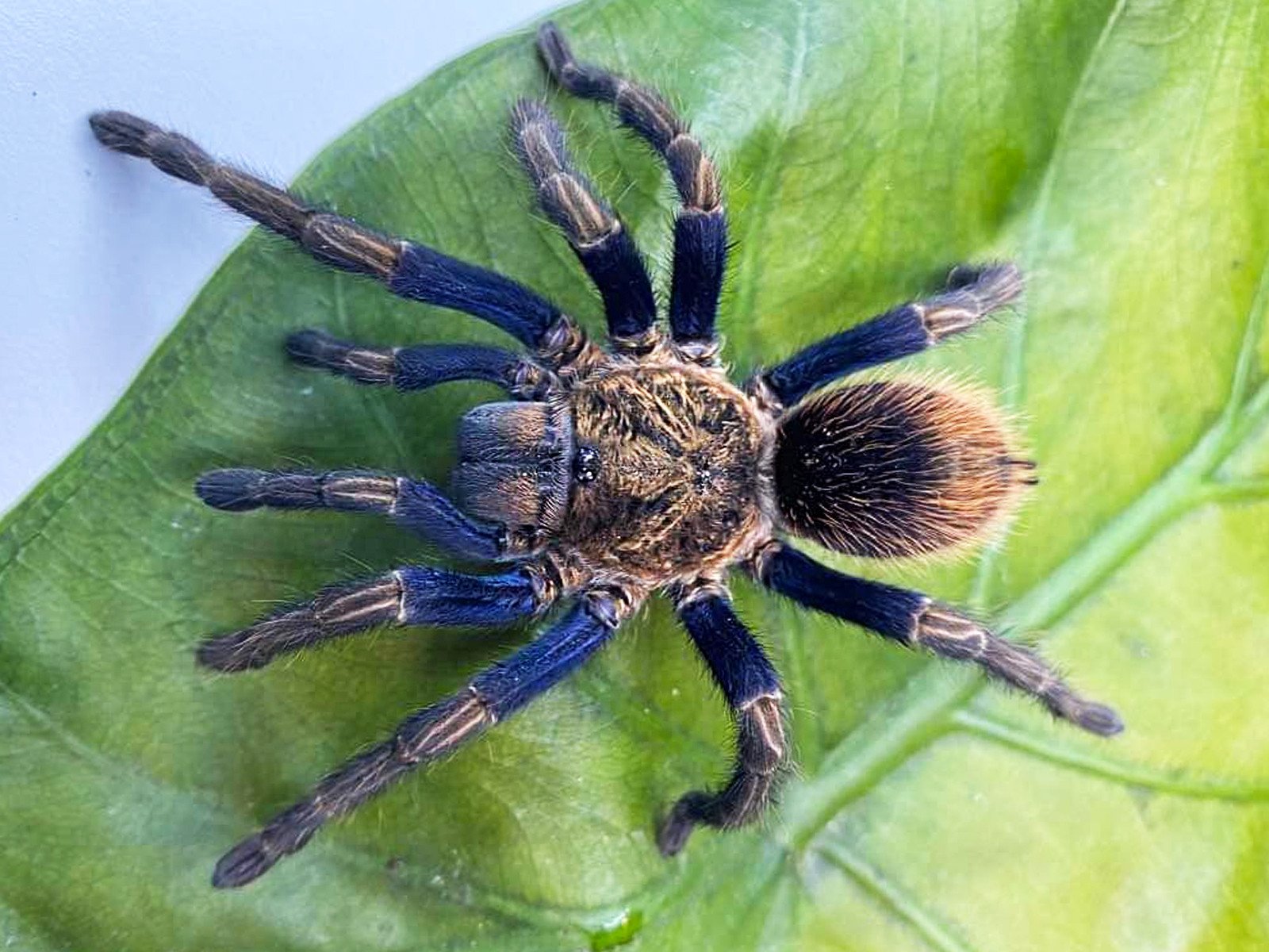 Thrixopelma sp. 'Golden Blue' (Peruvian Gold & Blue Tarantula)