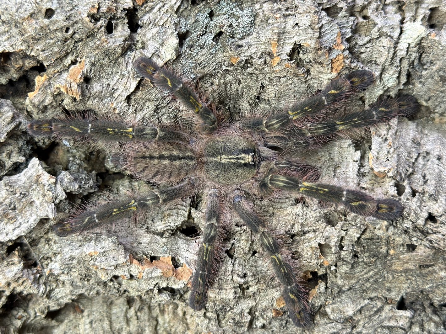 Poecilotheria Rufilata (Redslate Ornamental)