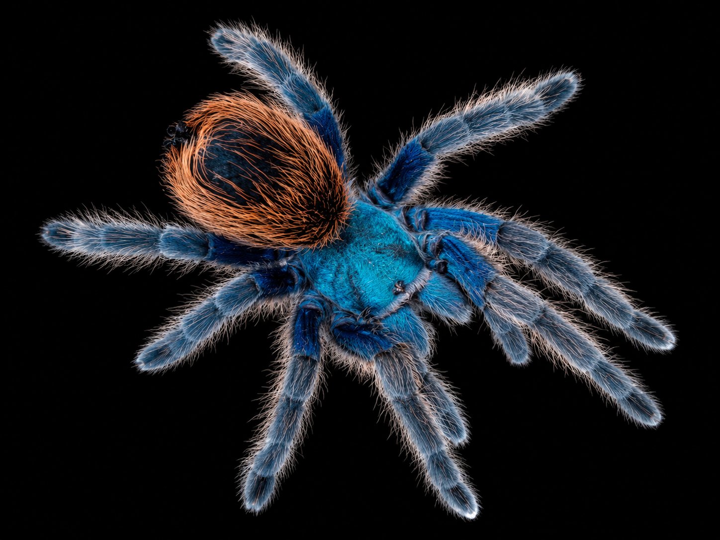 Aphonopelma mooreae (Mexican Jade Fuego Tarantula) Rare !!!