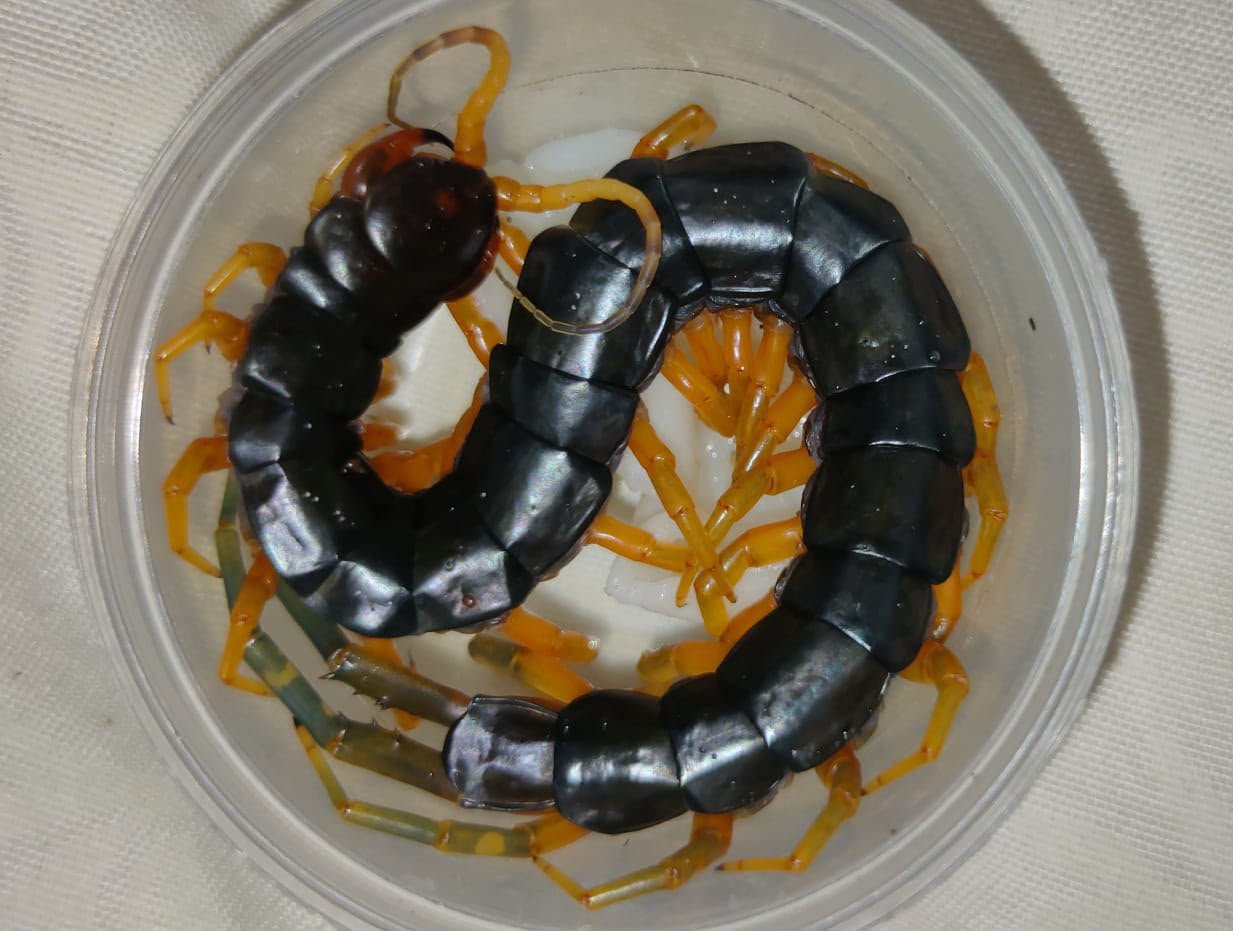 Scolopendra sp. "Mt. Merapi"