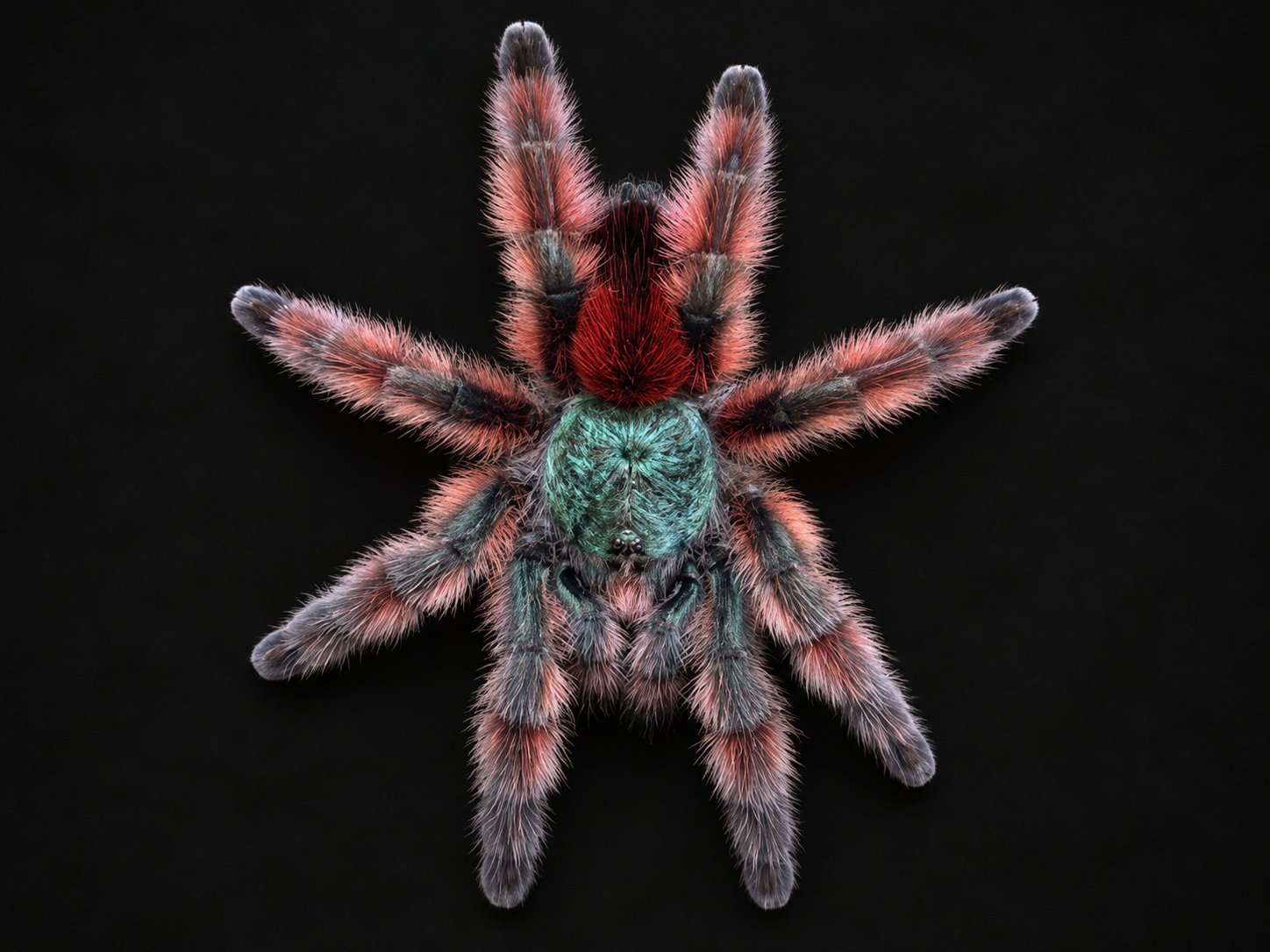 Caribena versicolor (Martinique Pink Toe)