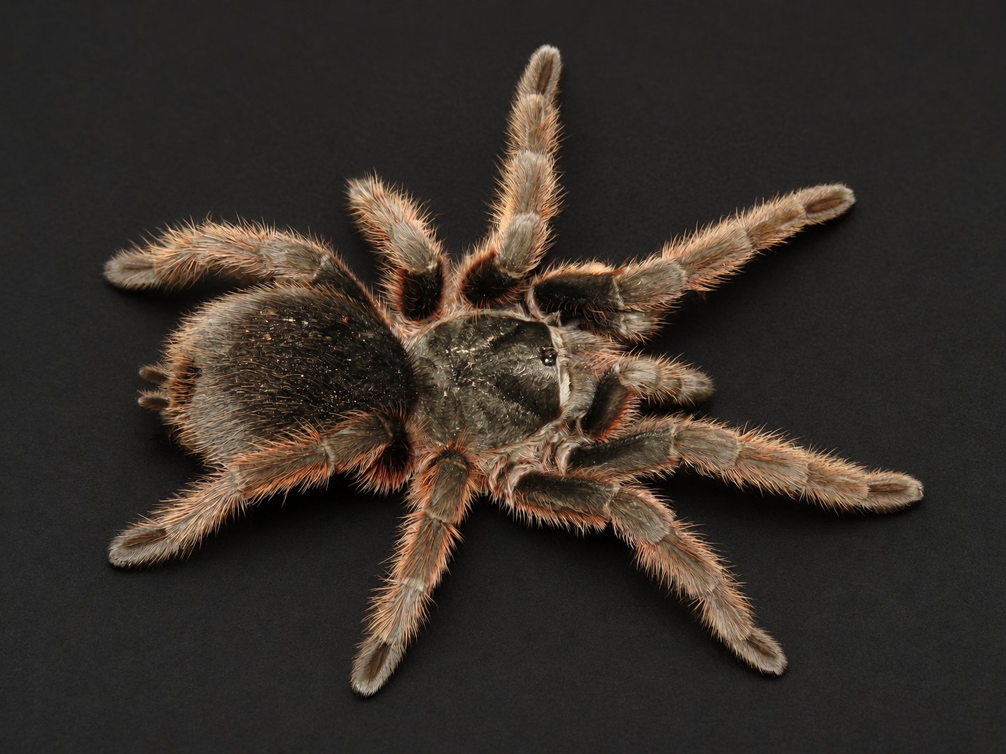 Grammostola anthracina (Tawny Red Tarantula)