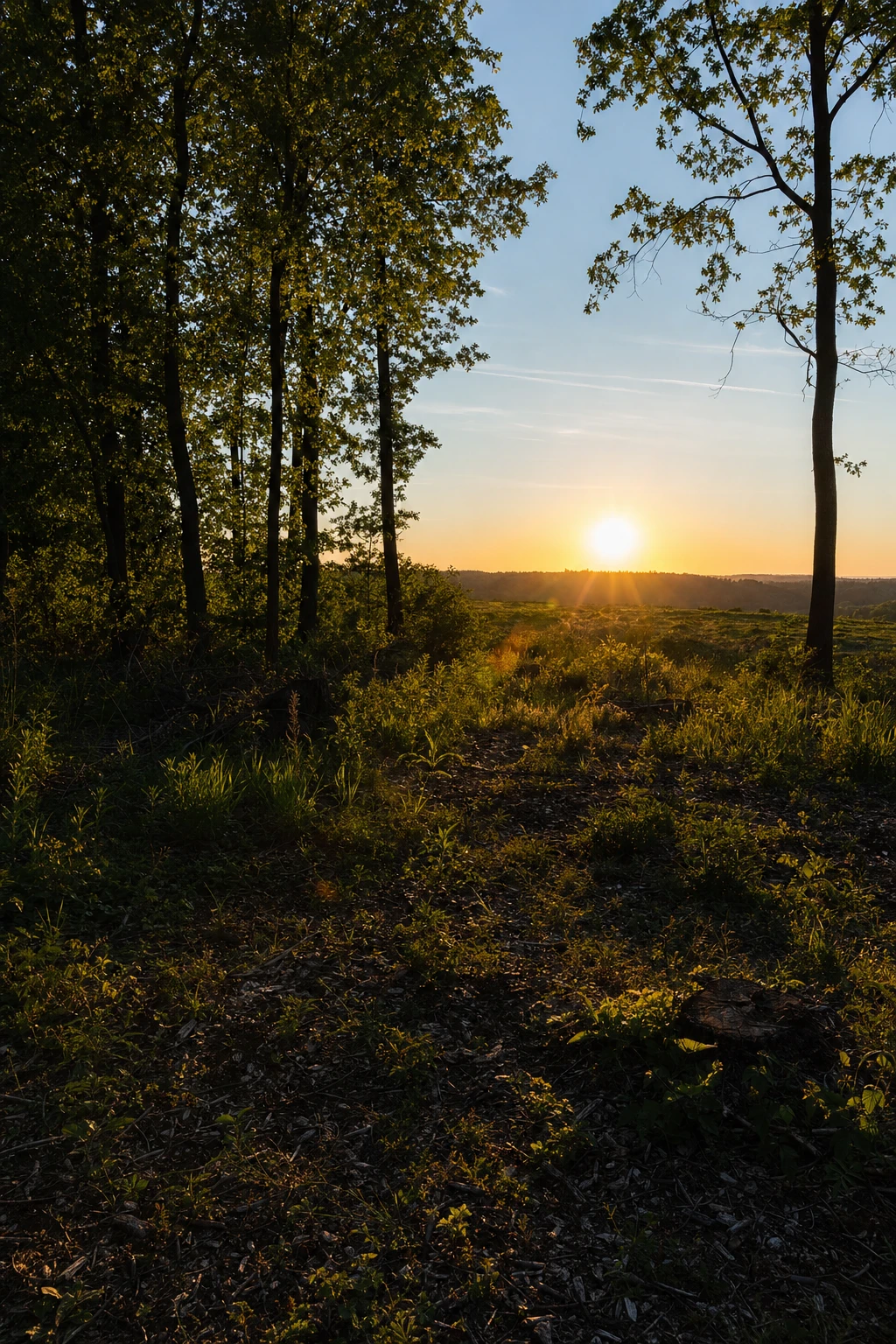 Nature’s outline reveals what we overlook—edges of light trace the boundary where human presence meets wild quiet.