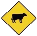 Beware Of Cattle