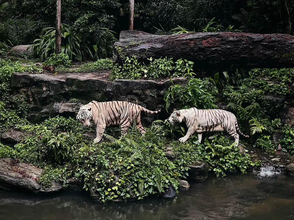 Night Safari with Tram Ride