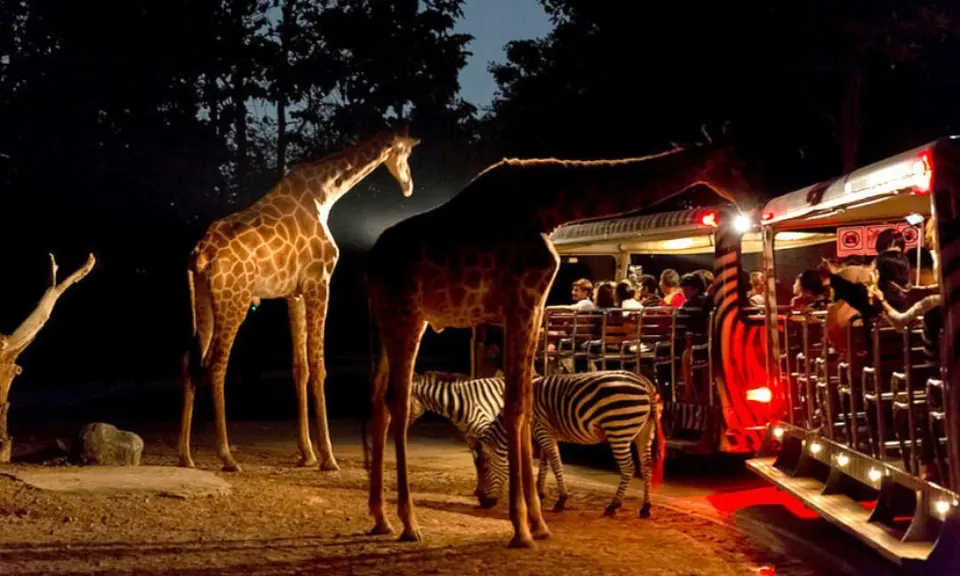 Night Safari with Tram Ride