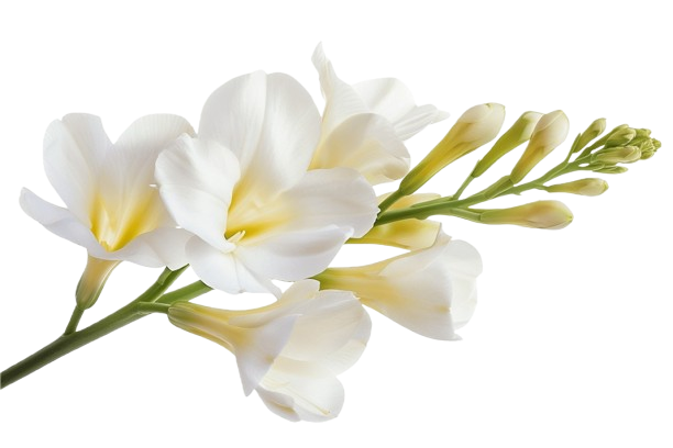 Tuberose