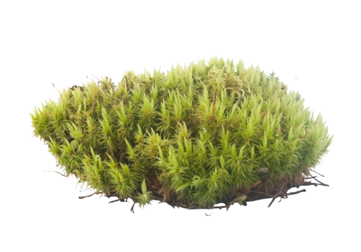 Oakmoss