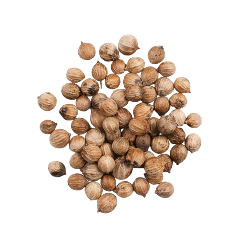 Coriander