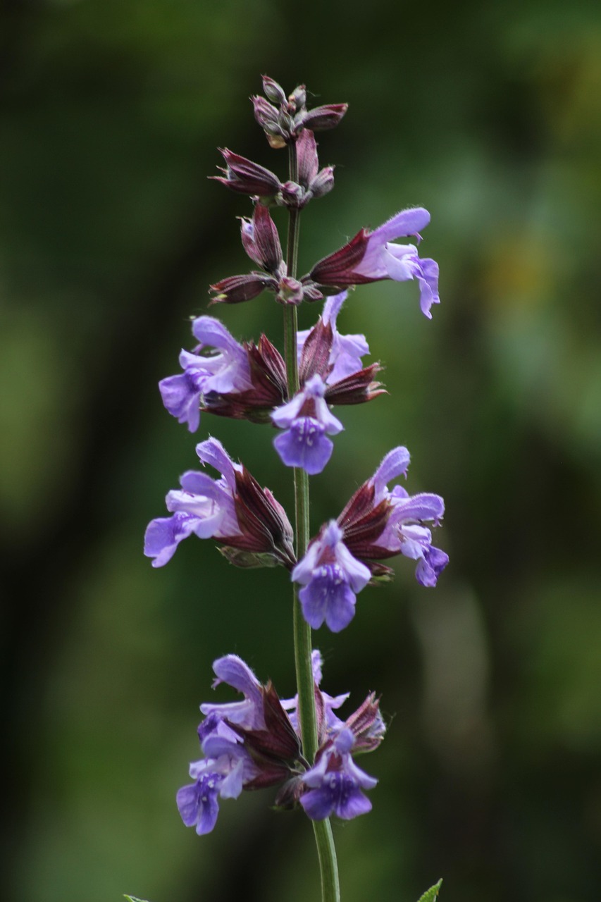 Sage