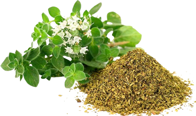 Oregano