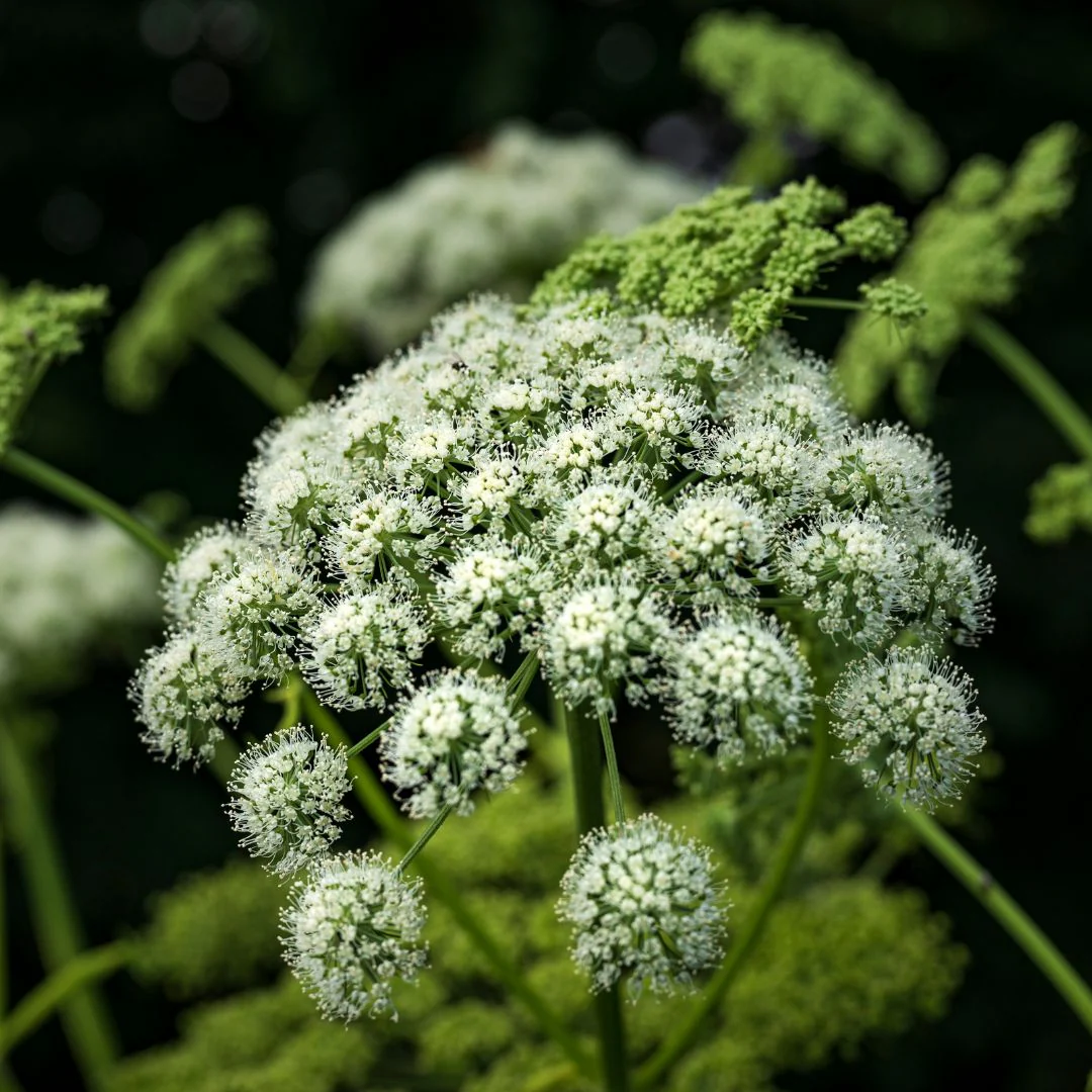 Angelica