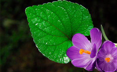 Violet Leaf