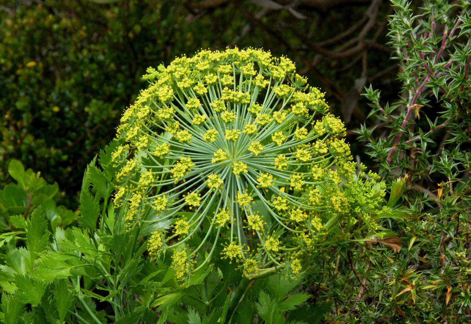 Galbanum
