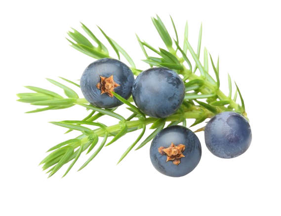 Juniper
