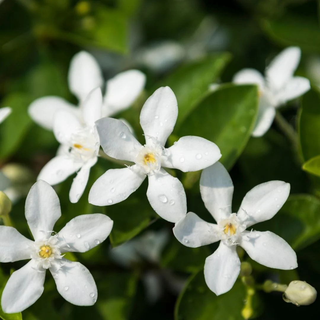 Jasmine