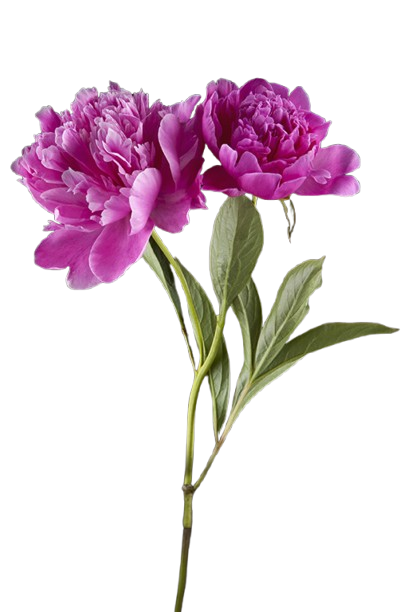 peony