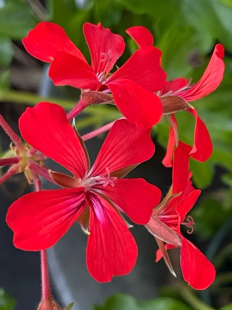 Pelargonium