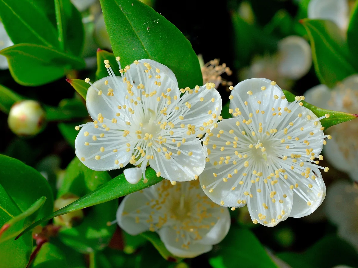 Myrtle