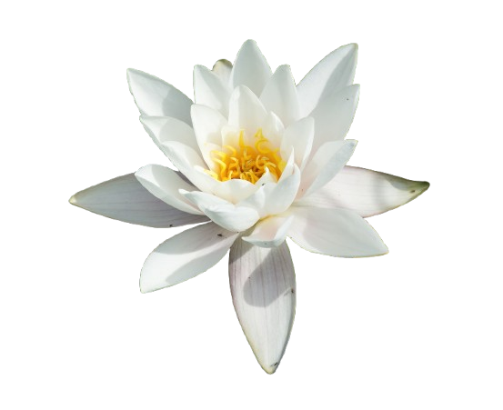 Water Lily