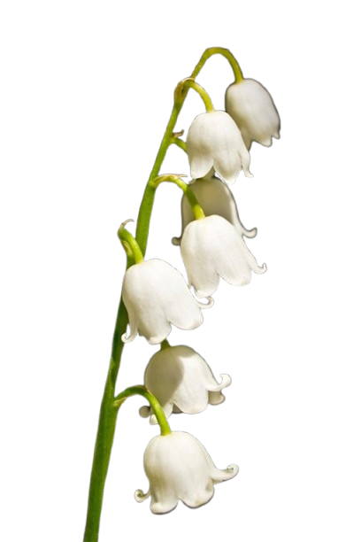 Lily-of-the-Valley