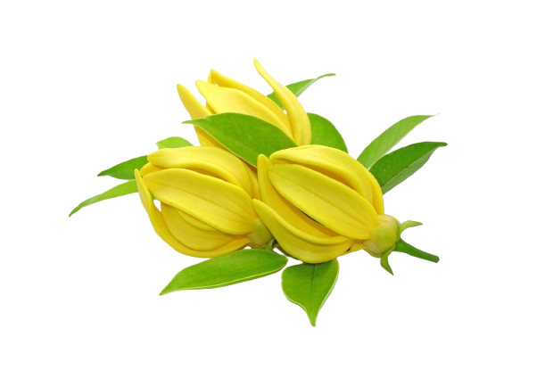 Ylang-Ylang