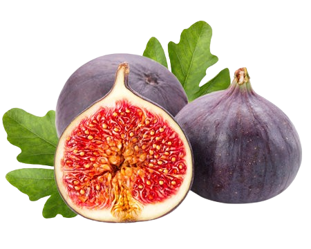 Fig