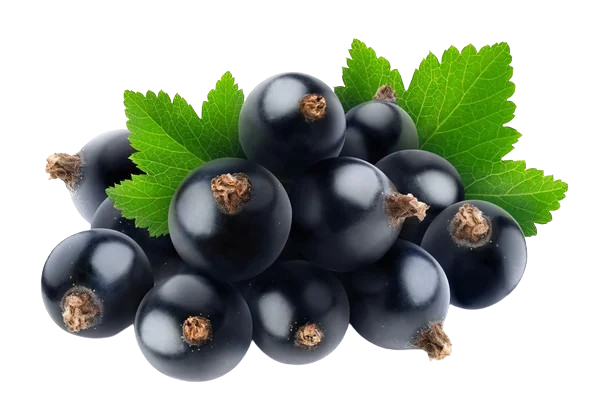 Cassis
