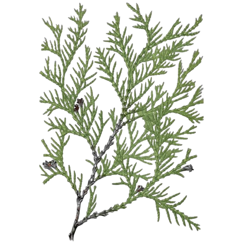 Cedar