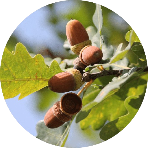 Oak